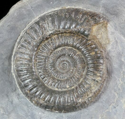Dactylioceras Ammonite Stand Up - England #46571
